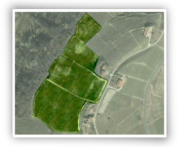 Vigna della Castagna